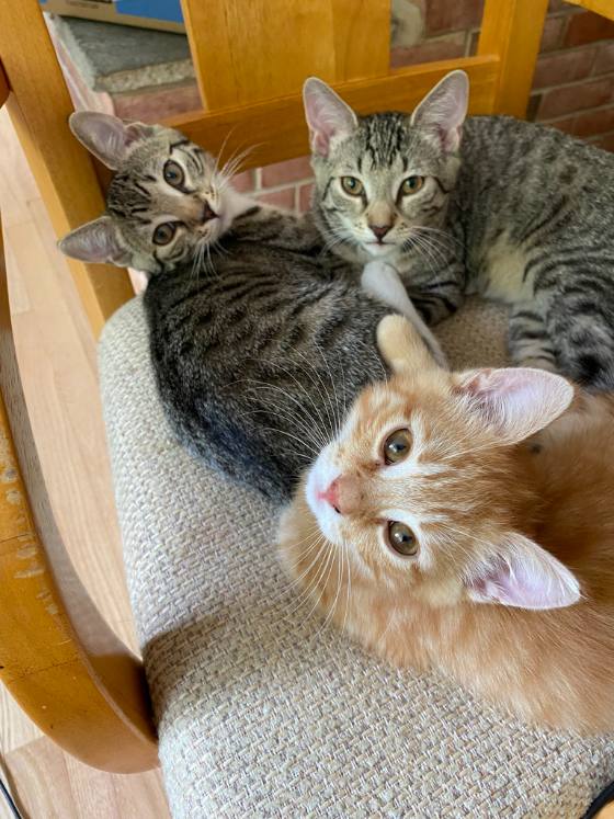 Kittens at Layhill Animal Hospital