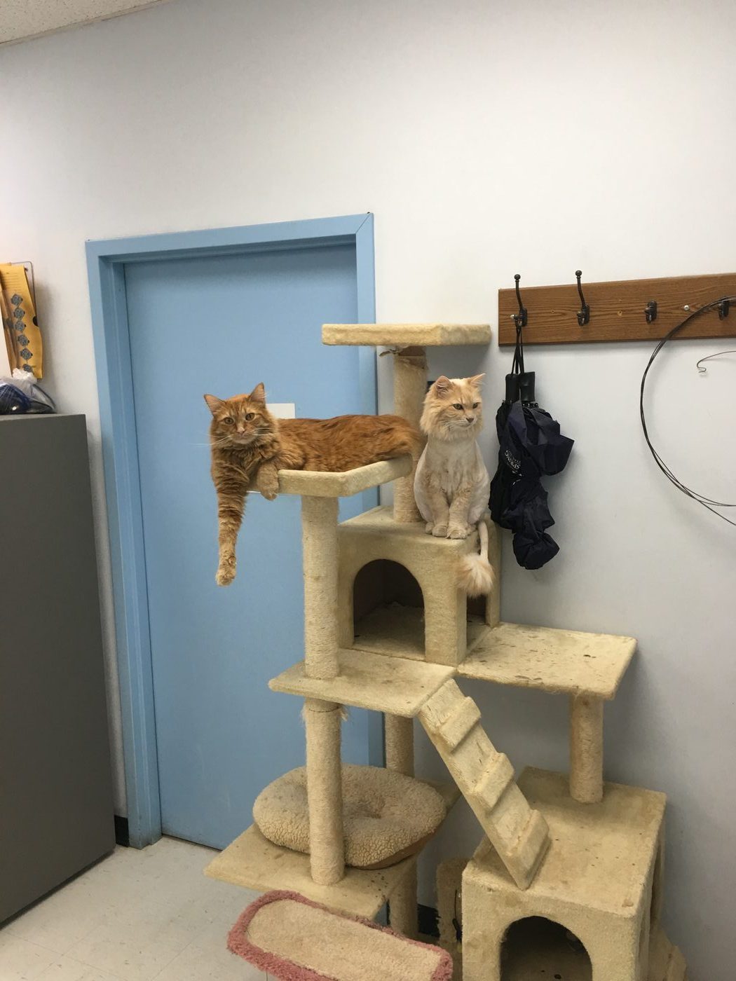 A cat at Layhill Animal Hospital