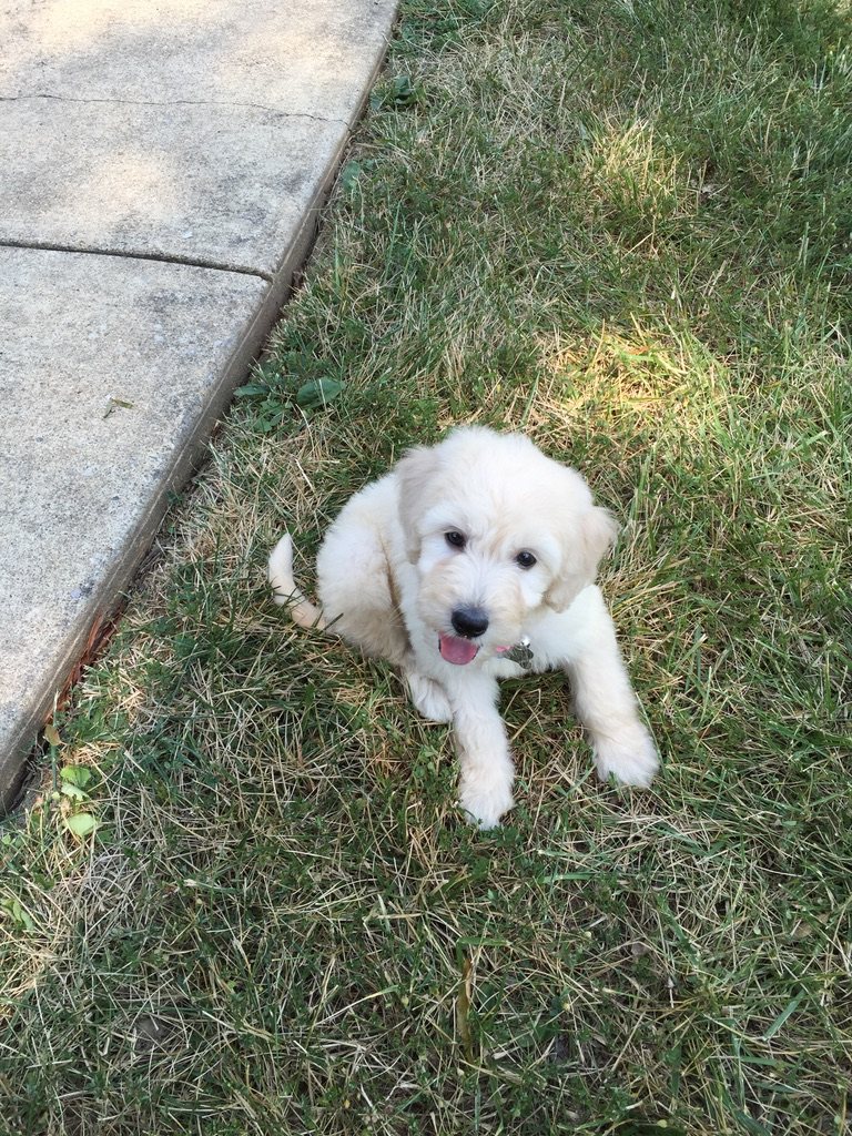 A puppy at Layhill Animal Hospital for a first-year wellness visit