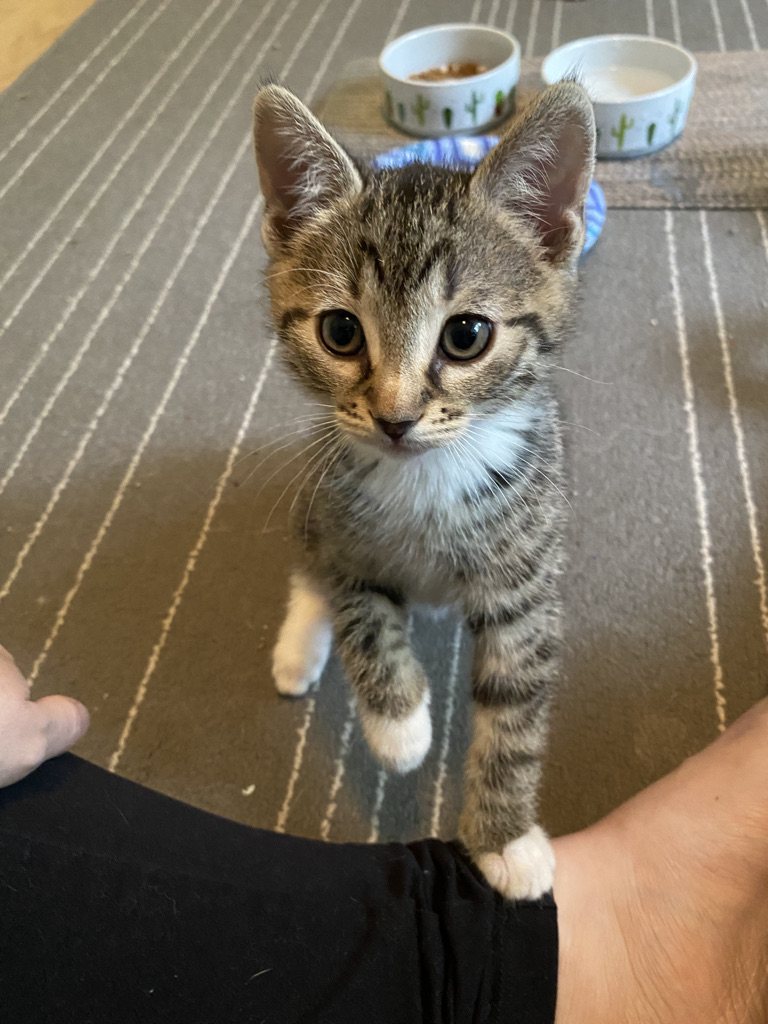 A kitten at Layhill Animal Hospital for an annual wellness visit