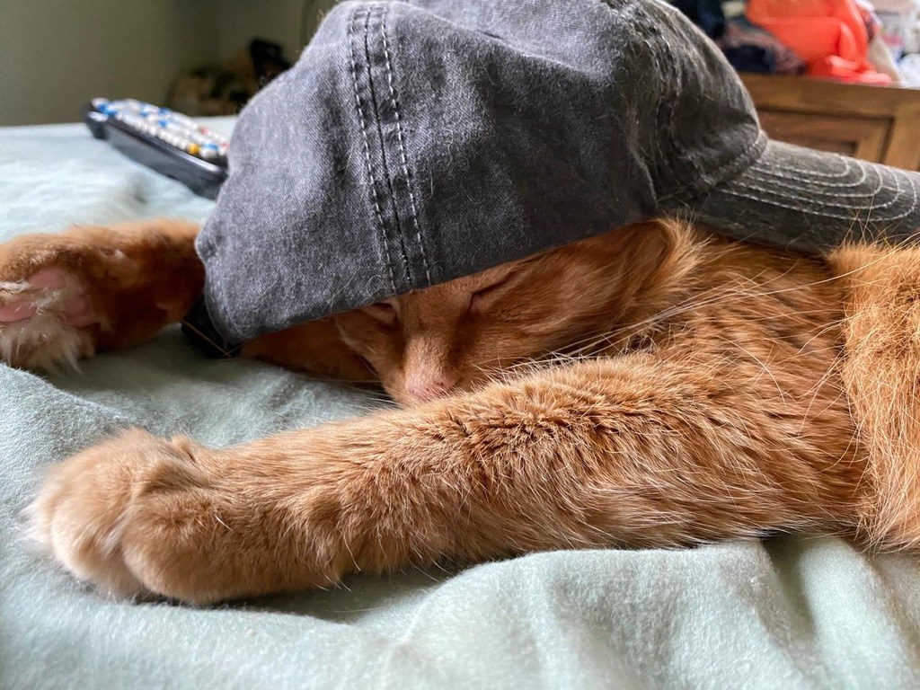 A cat resting comfortably during a boarding stay at Layhill Animal Hospital