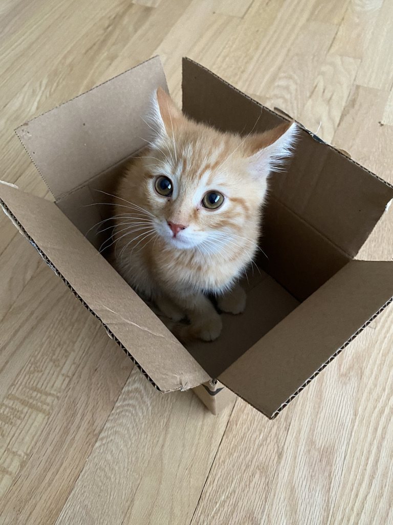 A kitten at a Layhill Animal Hospital wellness visit