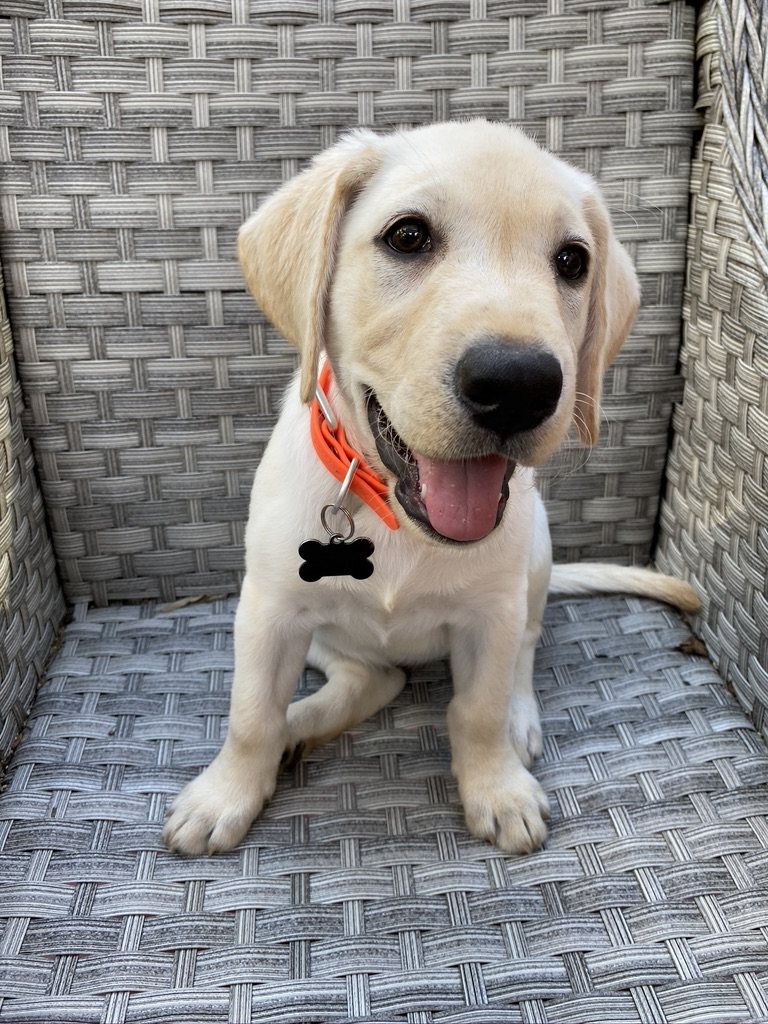 A puppy at a Layhill Animal Hospital wellness visit
