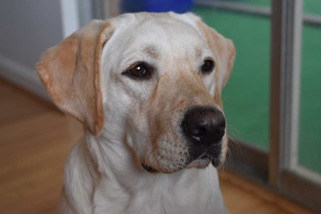A senior dog at Layhill Animal Hospital