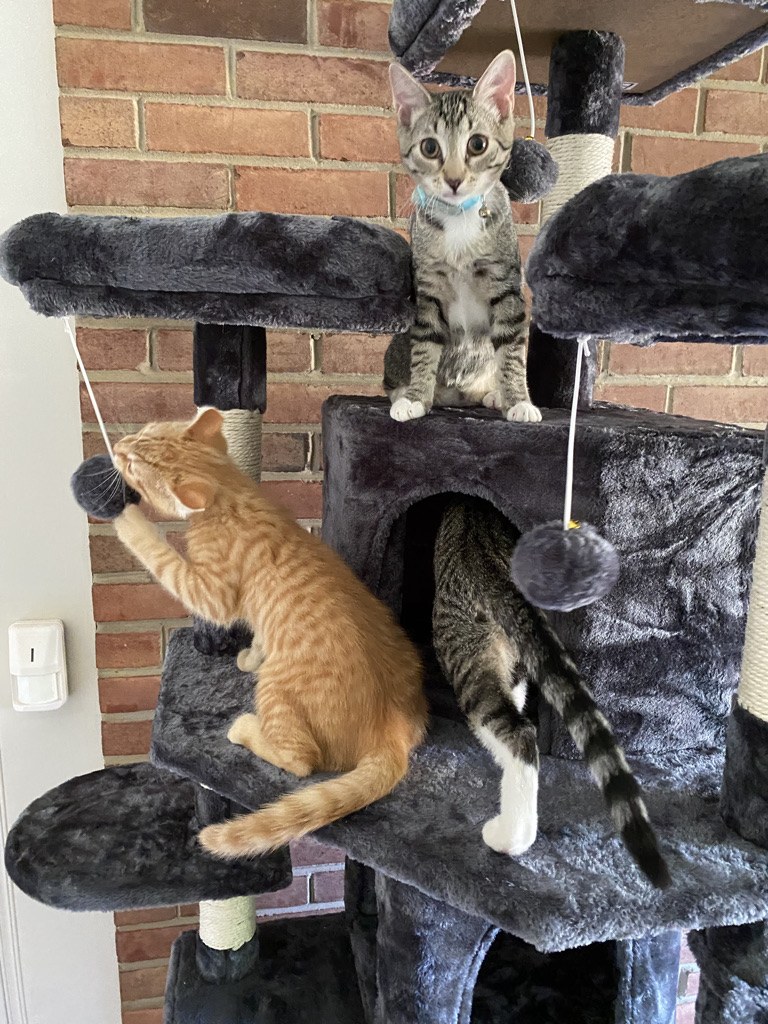 Cats in the separate cat boarding area at Layhill Animal Hospital
