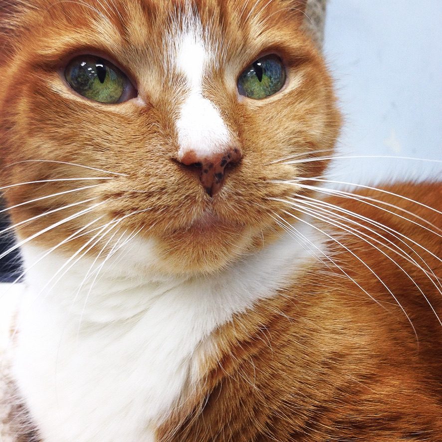 Spencer, a Layhill Animal Hospital patient